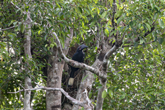 Anthracoceros malayanus