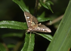 Glyphodes crithealis
