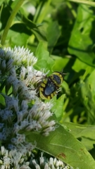 Hedriodiscus truquii