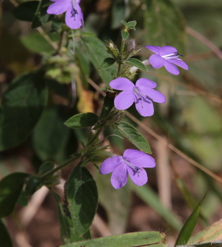 Barleria spinulosa