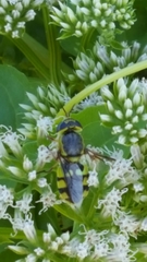 Hedriodiscus truquii