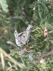 Ericydeus