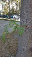 Gleditsia triacanthos
