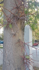 Gleditsia triacanthos