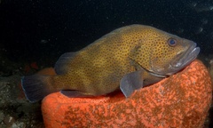 Acanthistius ocellatus