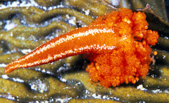 Candelabrum australe