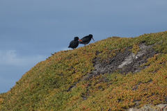 Disphyma australe australe