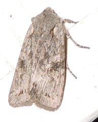 Lithophane antennata
