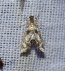 Chrysendeton medicinalis