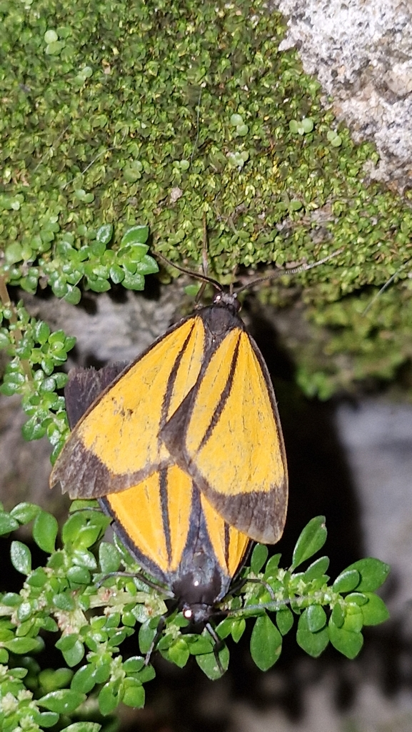Paratype univitta