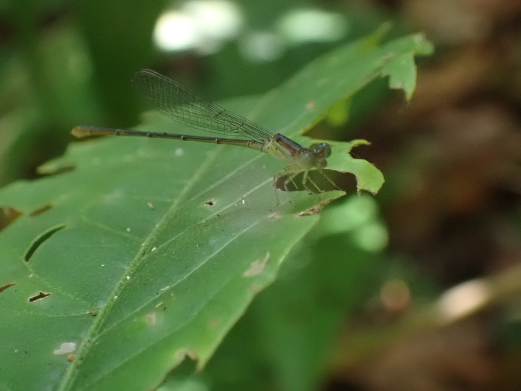 Telebasis simulata