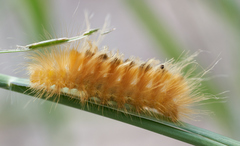Pygarctia