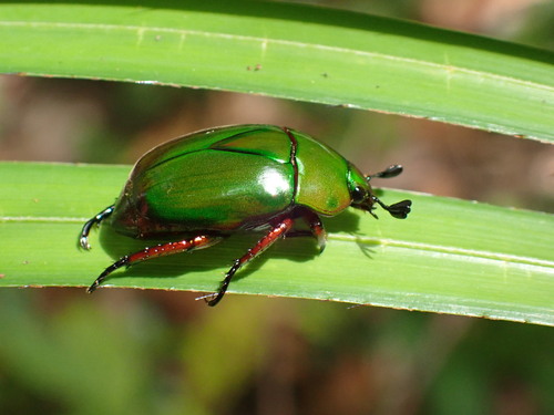 Macraspis pseudochrysis