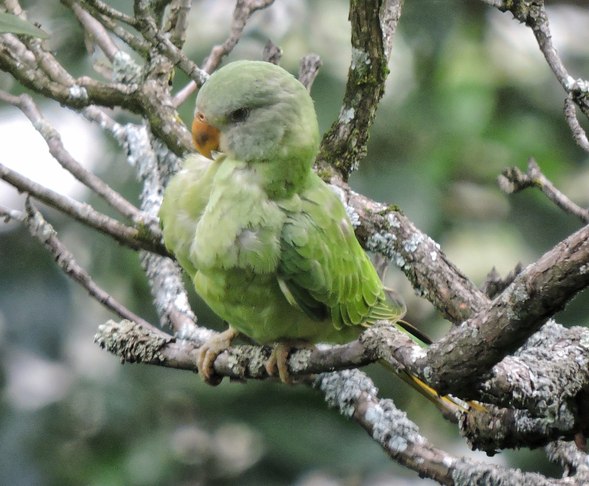 Slaty-headed Parakeet