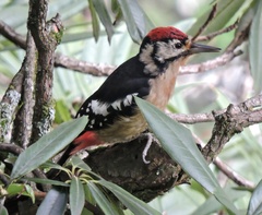 Dendrocopos himalayensis