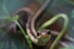 Dendrelaphis tristis