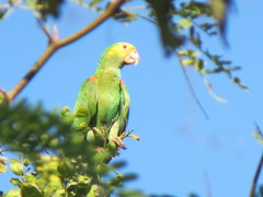 Amazona oratrix tresmariae