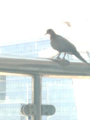 Streptopelia senegalensis