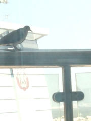 Streptopelia senegalensis