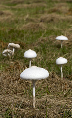 Macrolepiota dolichaula