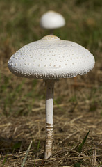 Macrolepiota dolichaula