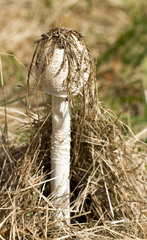 Macrolepiota dolichaula