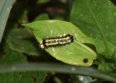Pidorus