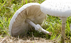 Macrolepiota dolichaula