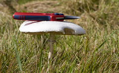 Macrolepiota dolichaula