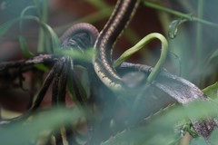 Dendrelaphis tristis