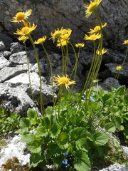 Doronicum