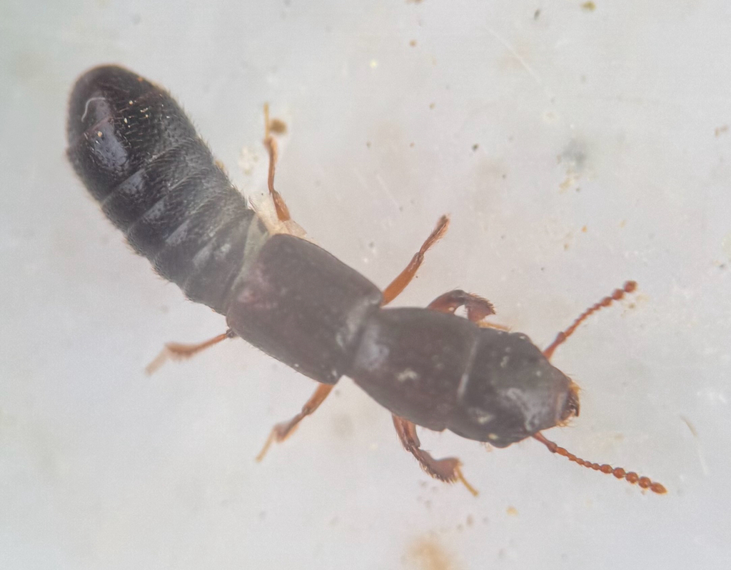 Molosoma latipes
