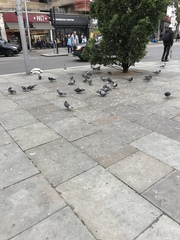 Columba livia domestica