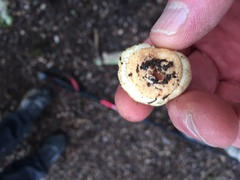Cortinarius cartilagineus