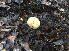 Cortinarius cartilagineus