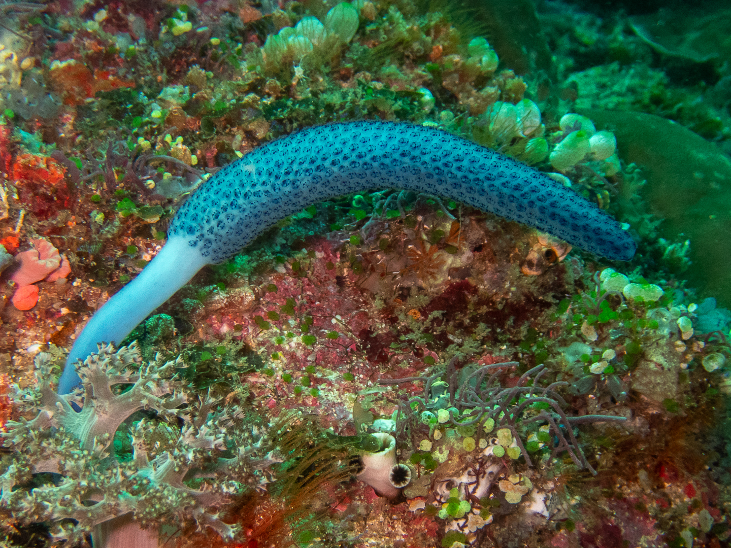 Sigillina cyanea (Herdman, 1899)