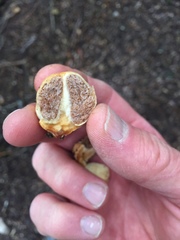 Cortinarius cartilagineus