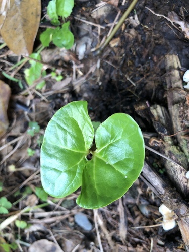 Terminalia catappa