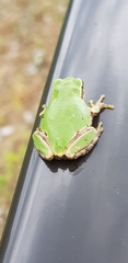 Hyla japonica