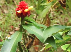 Costus comosus bakeri