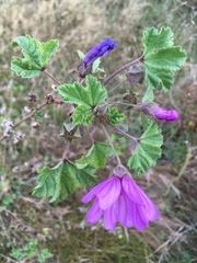 Malva sylvestris