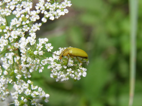 Geltonasis Dulkiagraužis