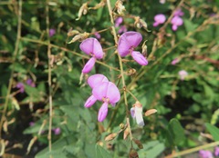 Desmodium paniculatum