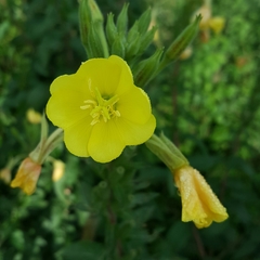 Oenothera chicaginensis