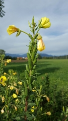 Oenothera chicaginensis