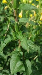 Oenothera chicaginensis
