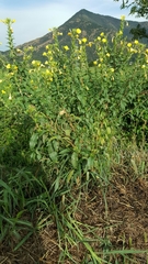 Oenothera chicaginensis
