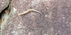 Plestiodon japonicus