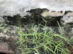 Eragrostis amabilis