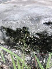 Eragrostis amabilis